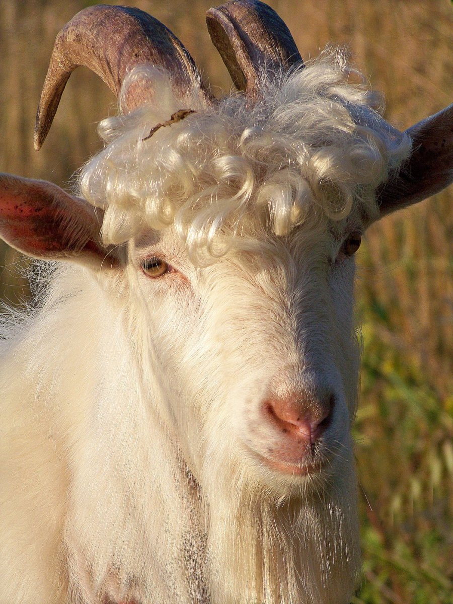 Красивый козёл с чёлкой