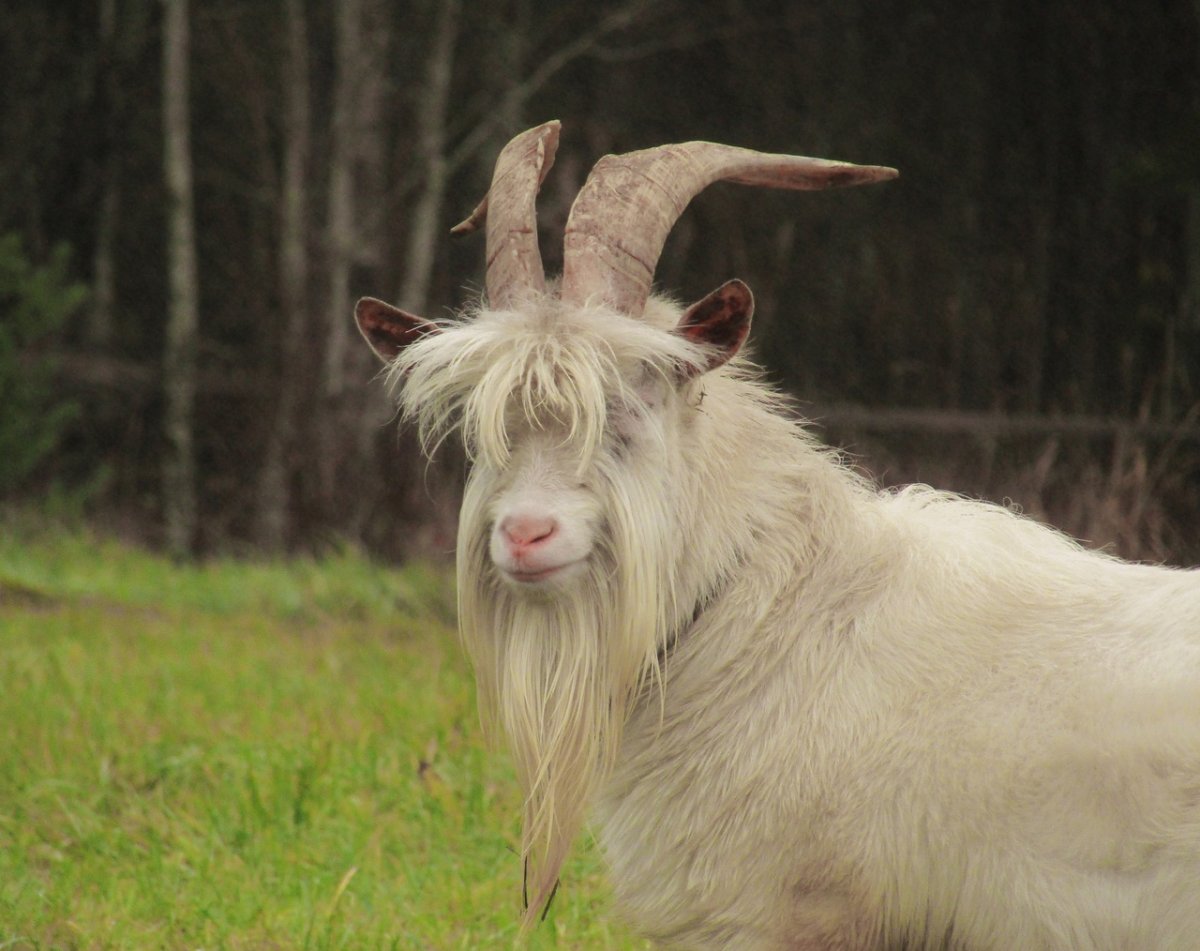 Брутальный козел фото