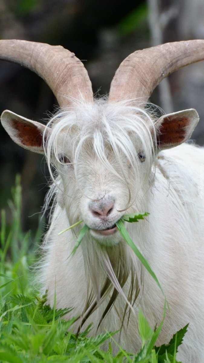 Лохматая коза