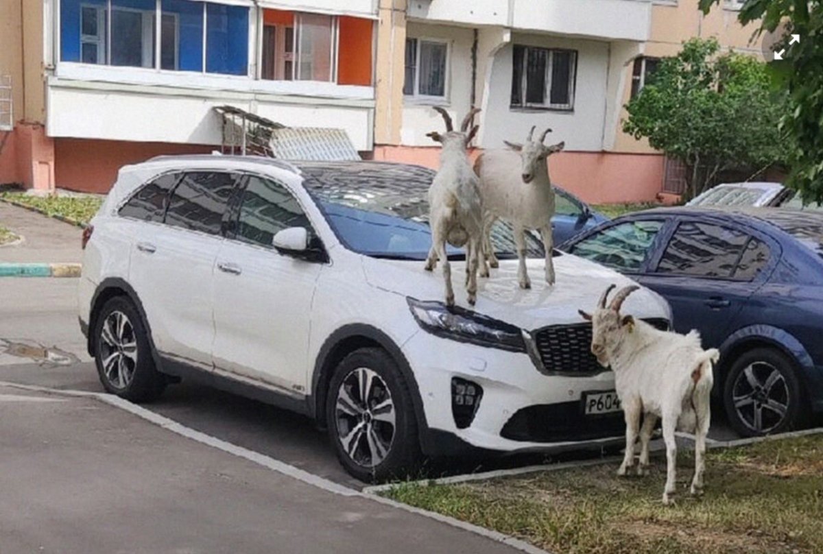 Козы на машинах в Москве