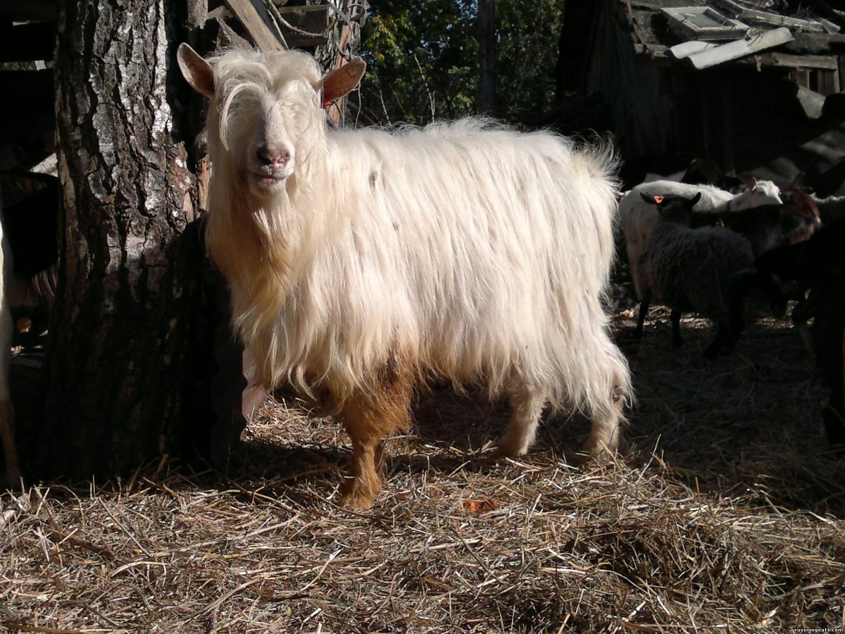 Аппенцелльская коза