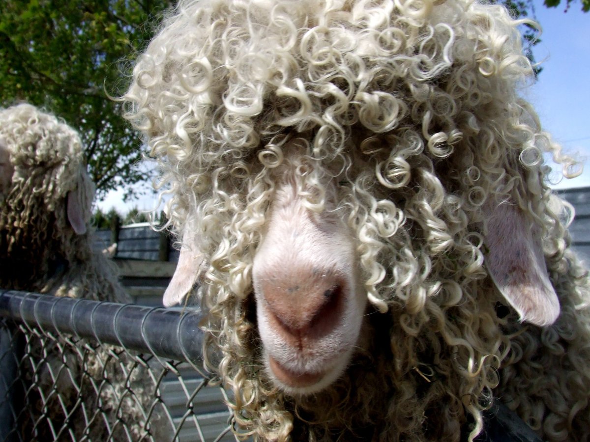 Смешные кудрявые люди