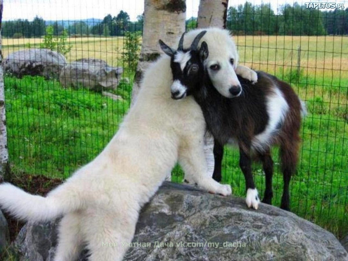 Коза зато любимая
