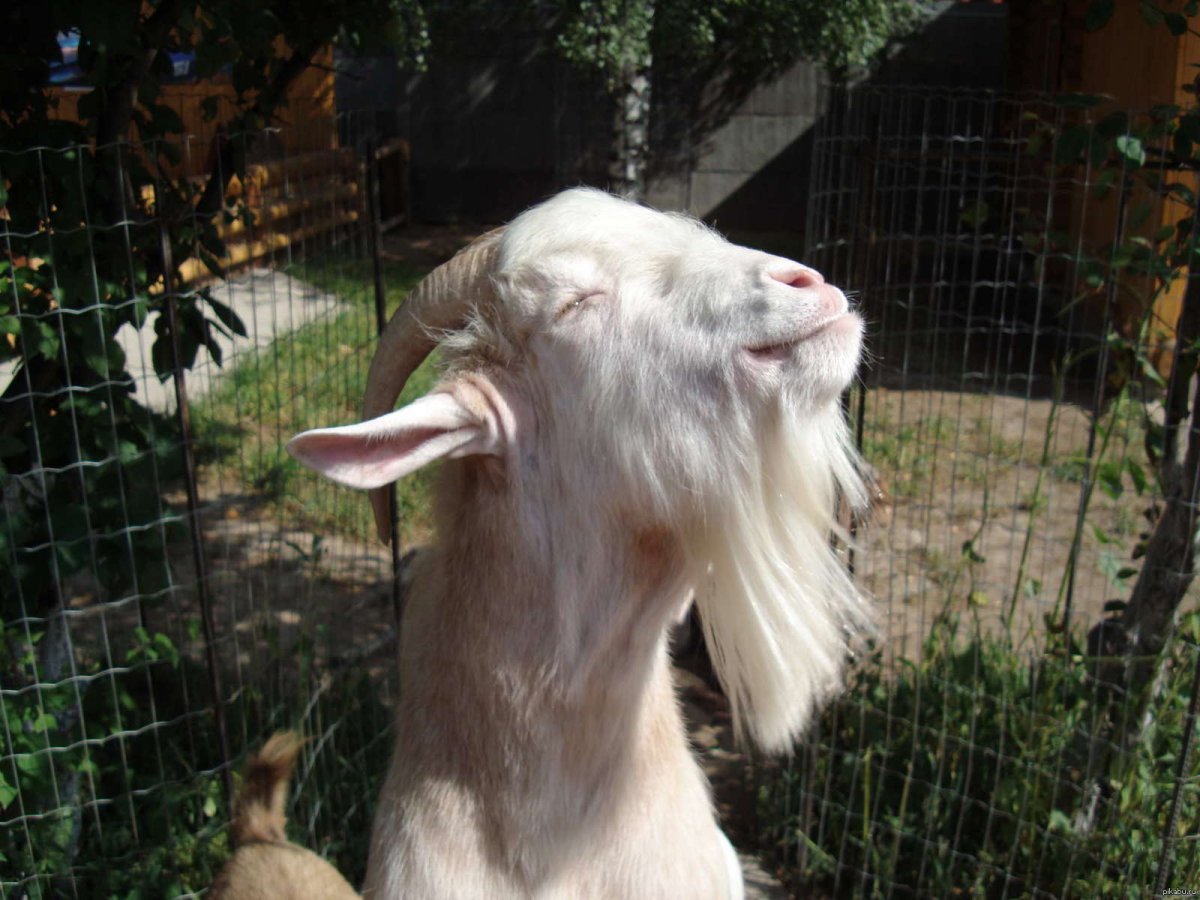 Козел подозрительный