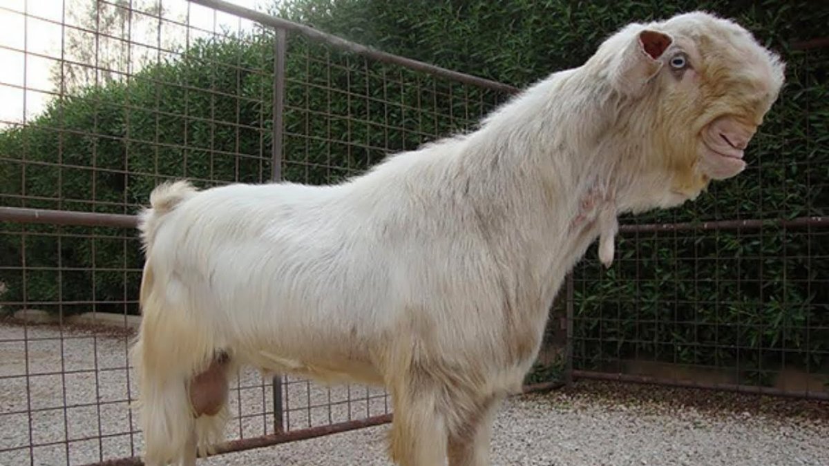 Козы породы Шами