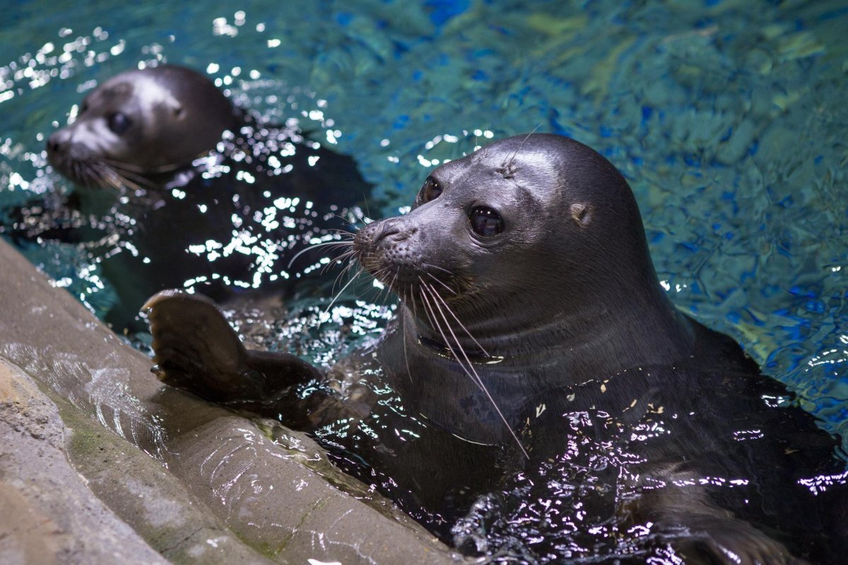 Байкальский тюлень Нерпа