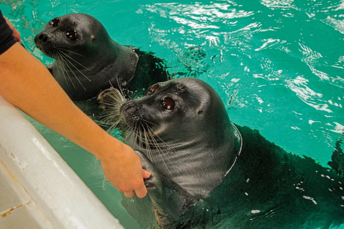Байкальская выдра Нерпа