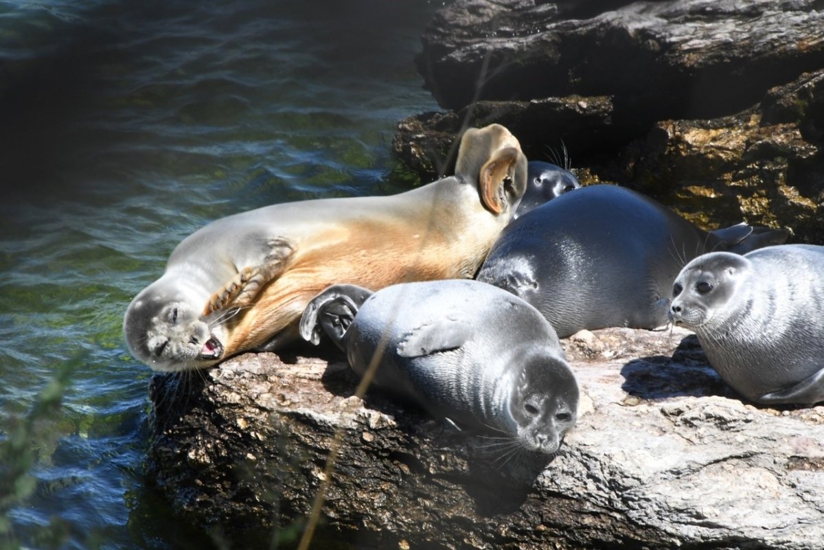 Байкальская Нерпа