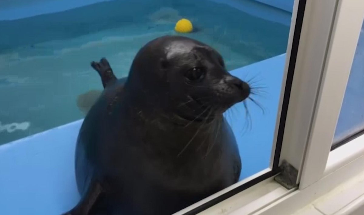 Нерпята Крошик и шлиссик