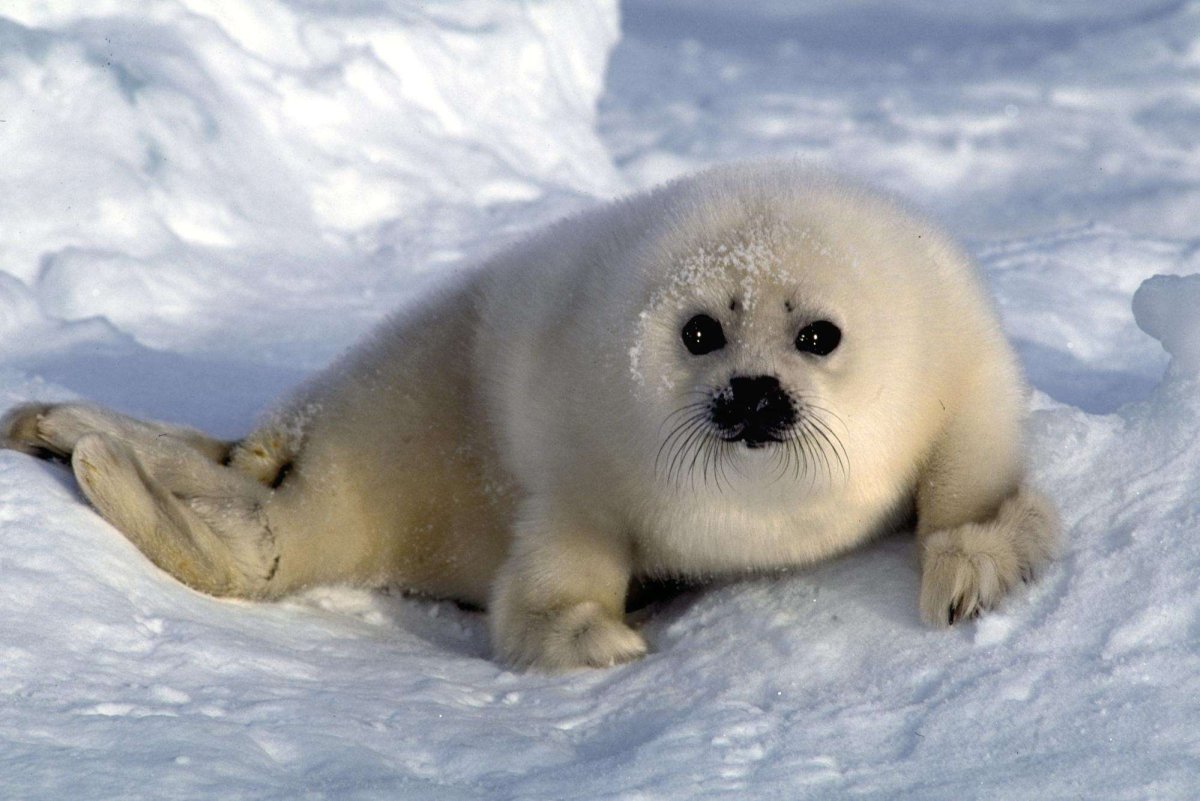 Кольчатая Нерпа Белек