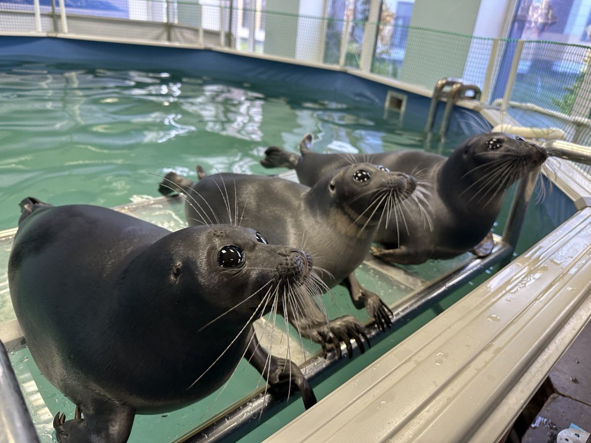 Нерпа в Ярославском зоопарке