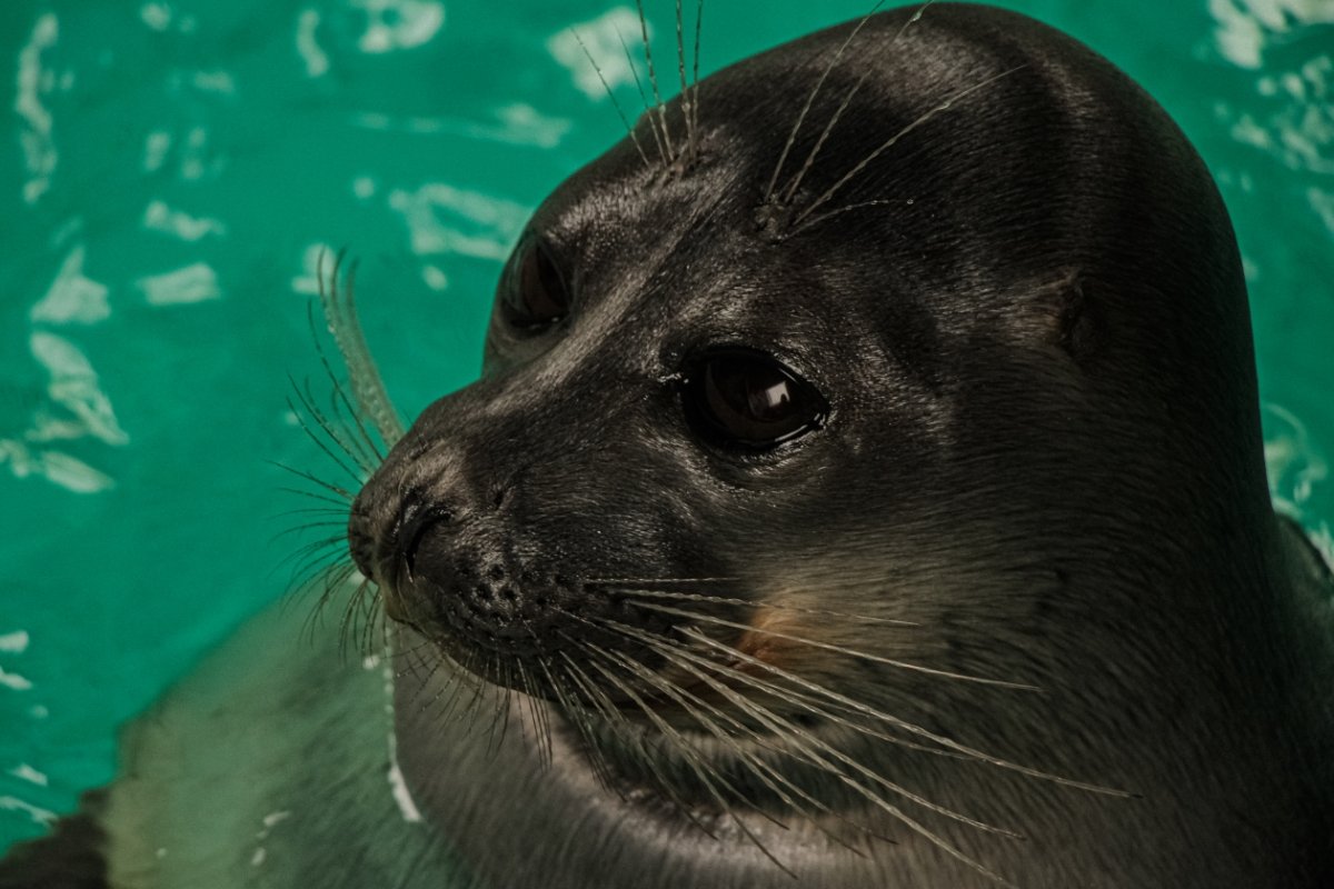 Нерпа Байкальская фото клипарт