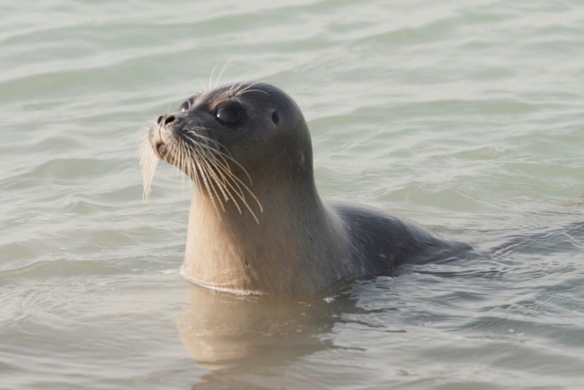 Каспийская Нерпа