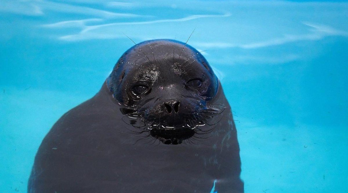 Балтийская Нерпа Крошик