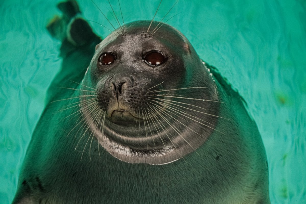 Байкальская Нерпа