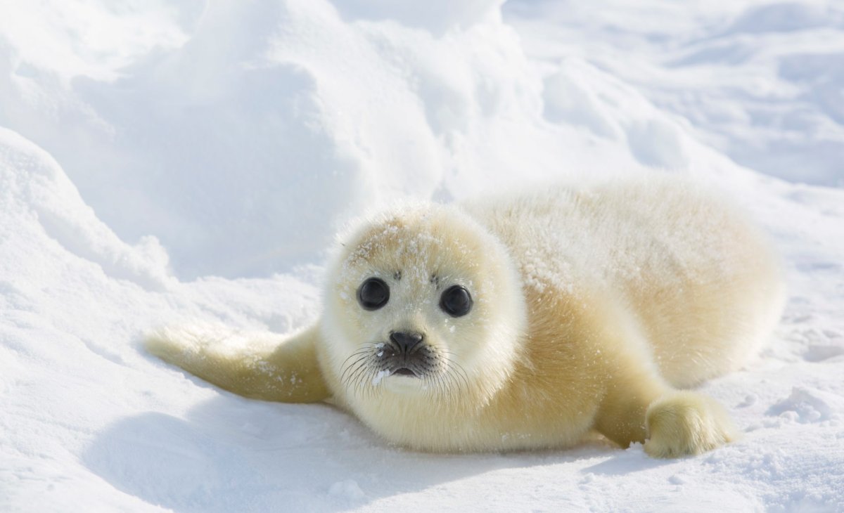 Кольчатая Нерпа Белек