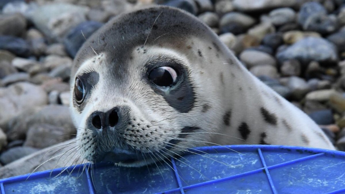 Тюлени Ларга Камчатка