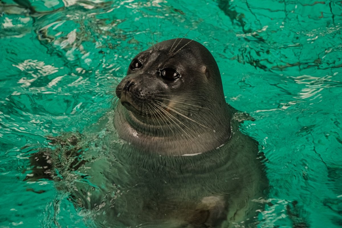Нерпа Байкальская фото клипарт