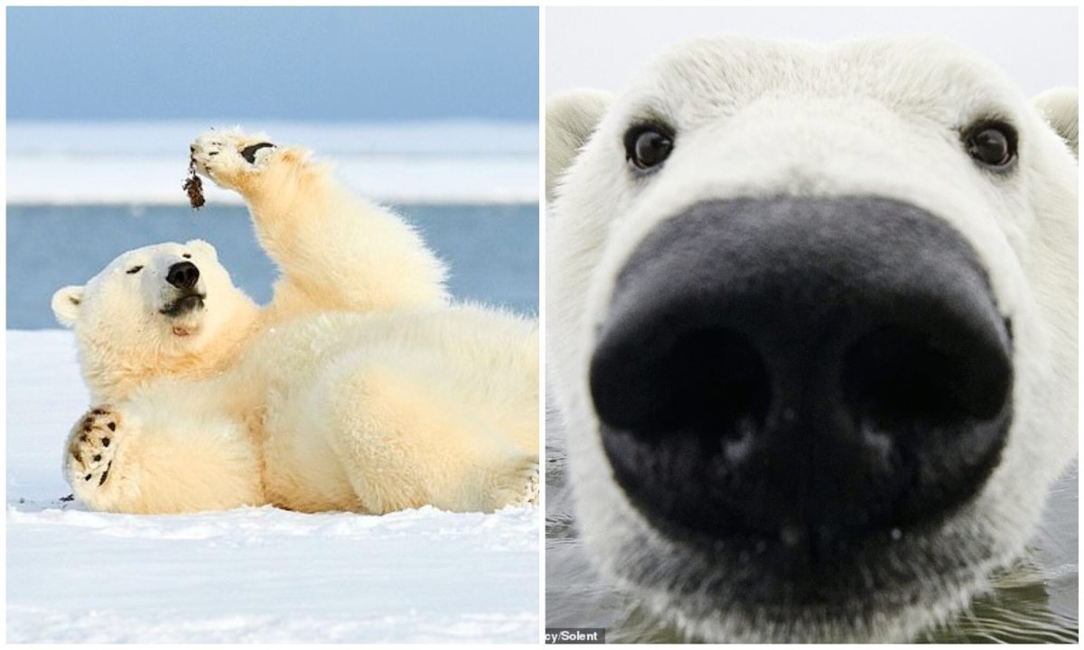 Белый медведь с большим носом