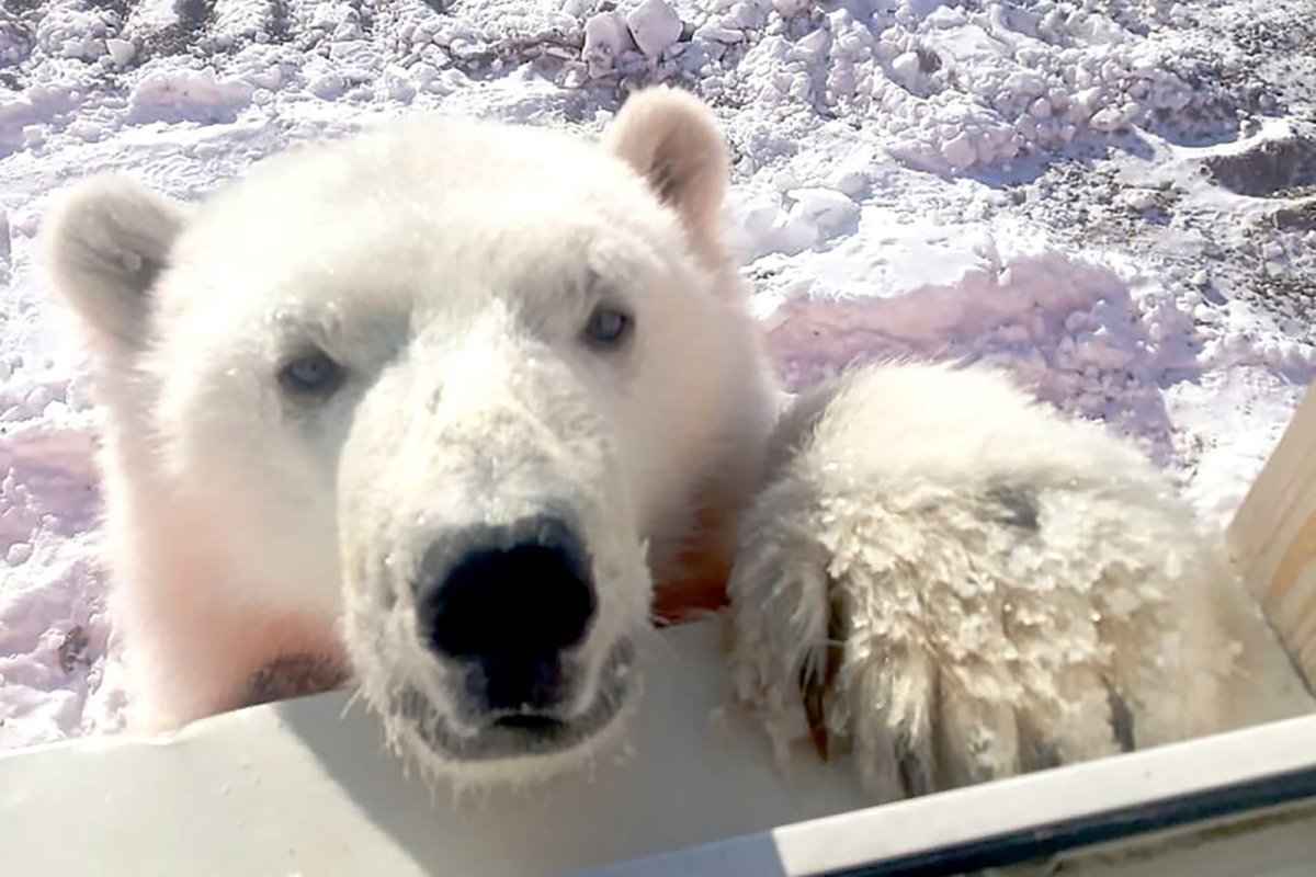 Белый медведь в Красноярском крае