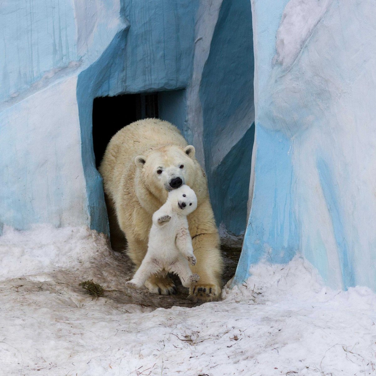 Белый медведь затаился