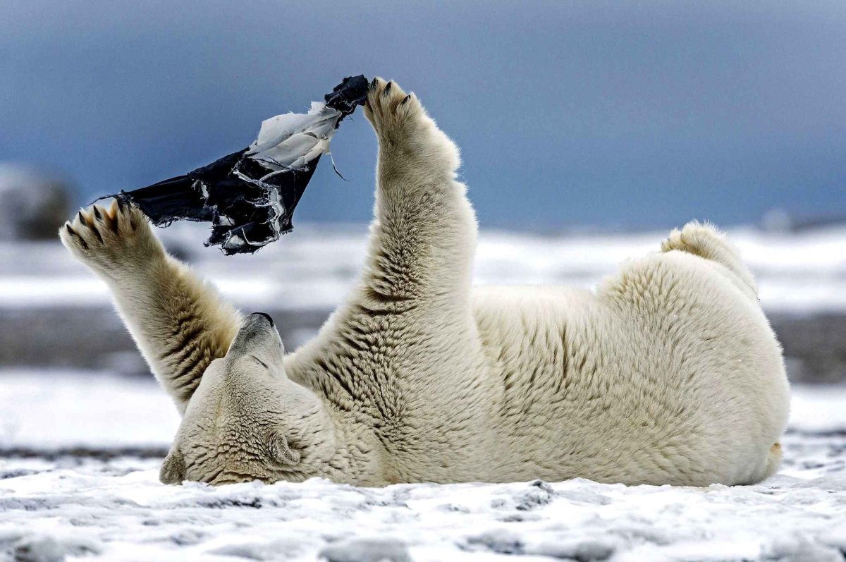Белый медведь прикол