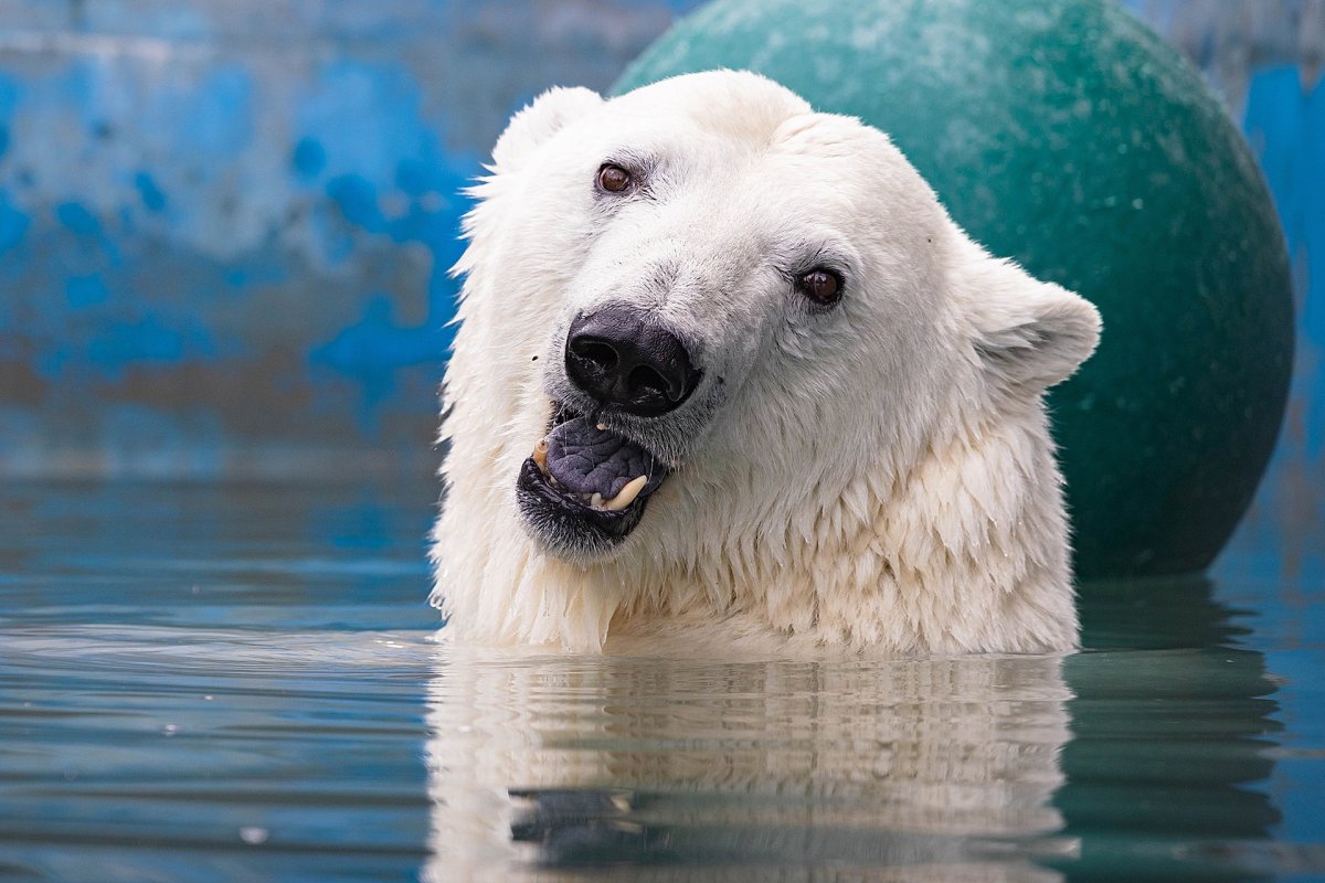 Белая Медведица