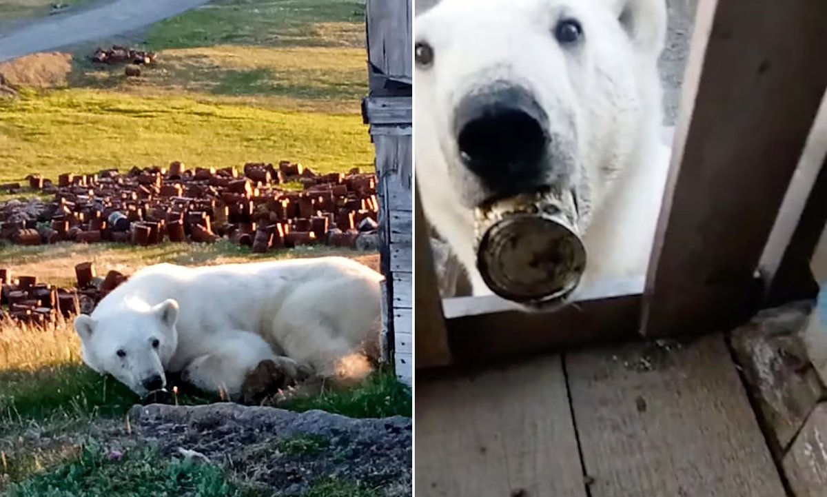 Белые медведи в Арктике