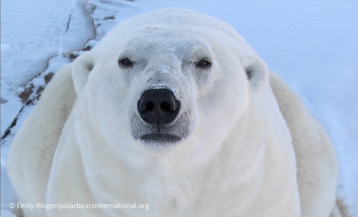 Белый медведь Россия