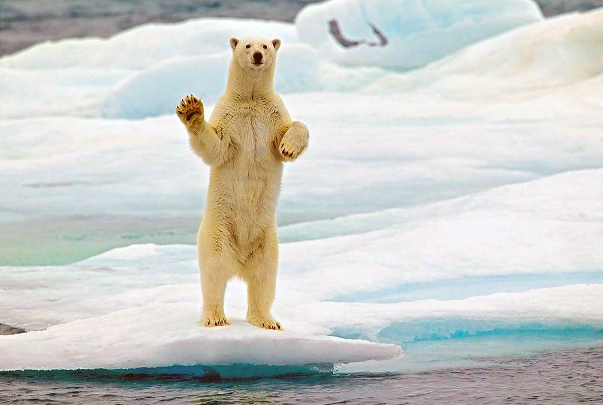 Белый медведь на задних лапах