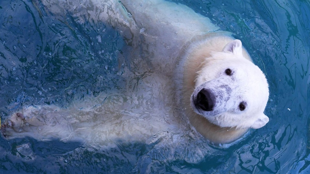 Белый медведь инвалид