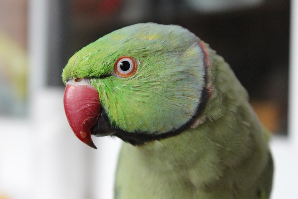 Александрийский кольчатый попугай