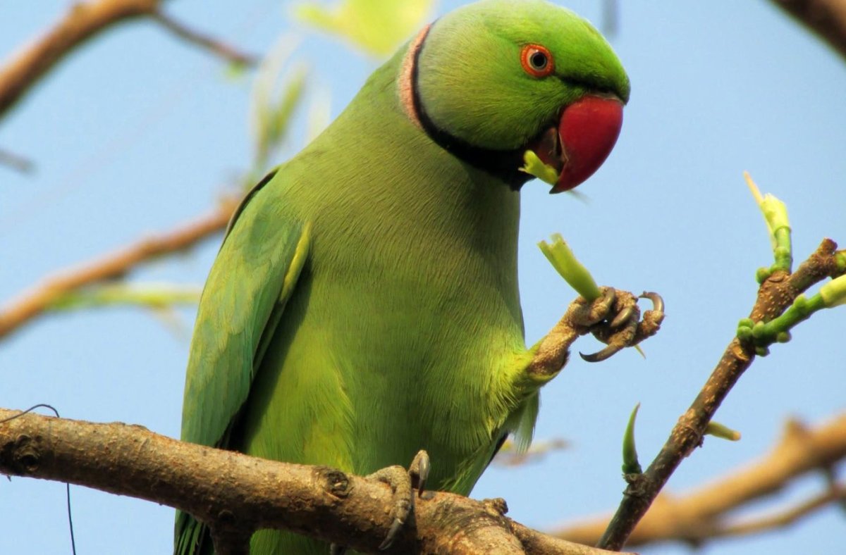 Ожереловый попугай