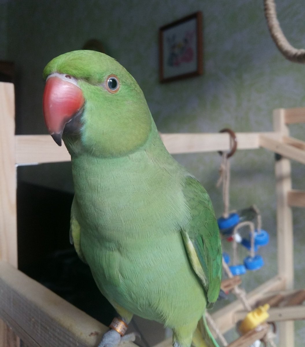 Ожереловый попугай Ричи