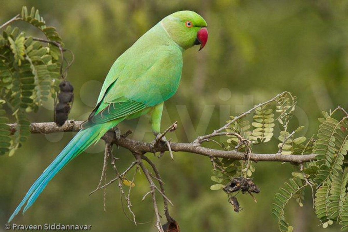Попугай кольчатый ожереловый
