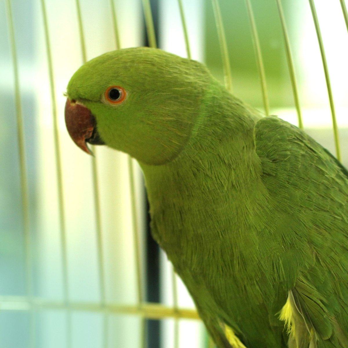 Ожереловый попугай желтый