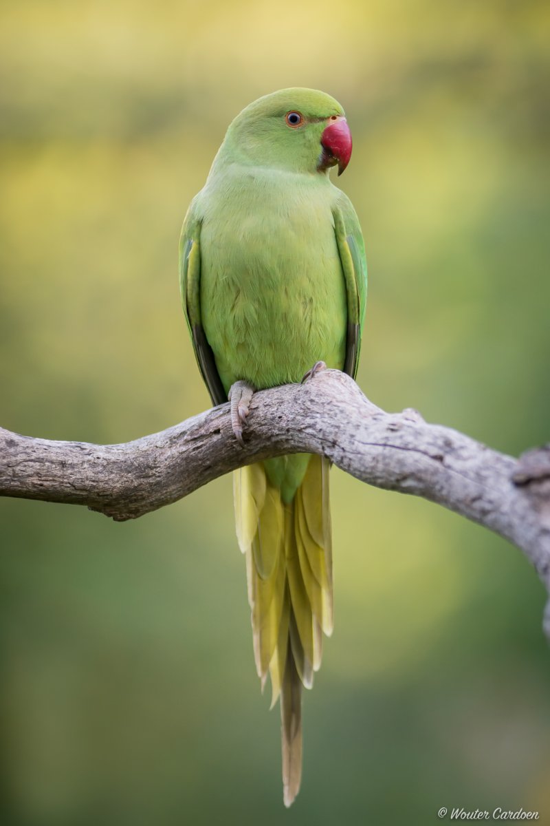 Ожереловый попугай