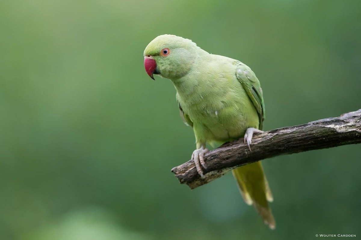 Ожереловый попугай желтый