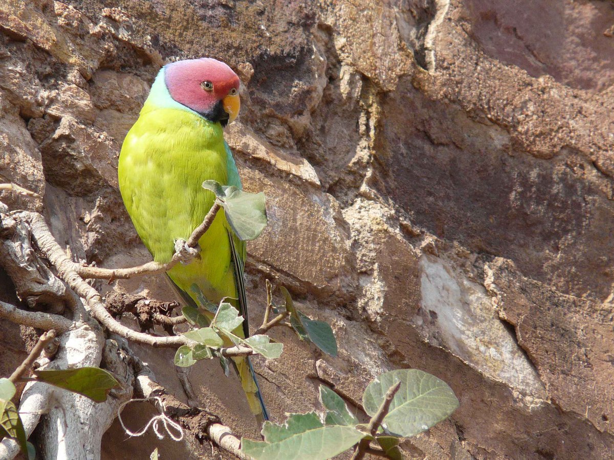 Сливоголовый кольчатый попугай