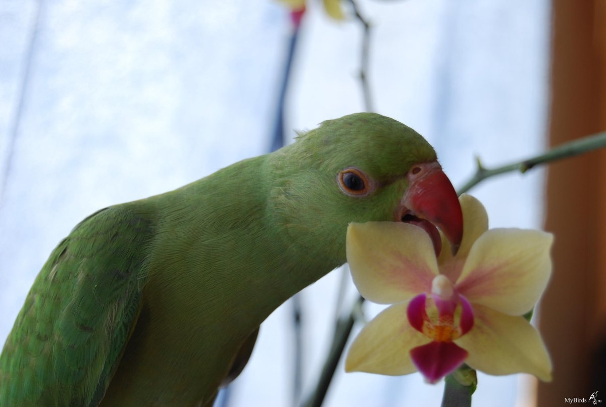 Ожереловый попугай самка 2 года