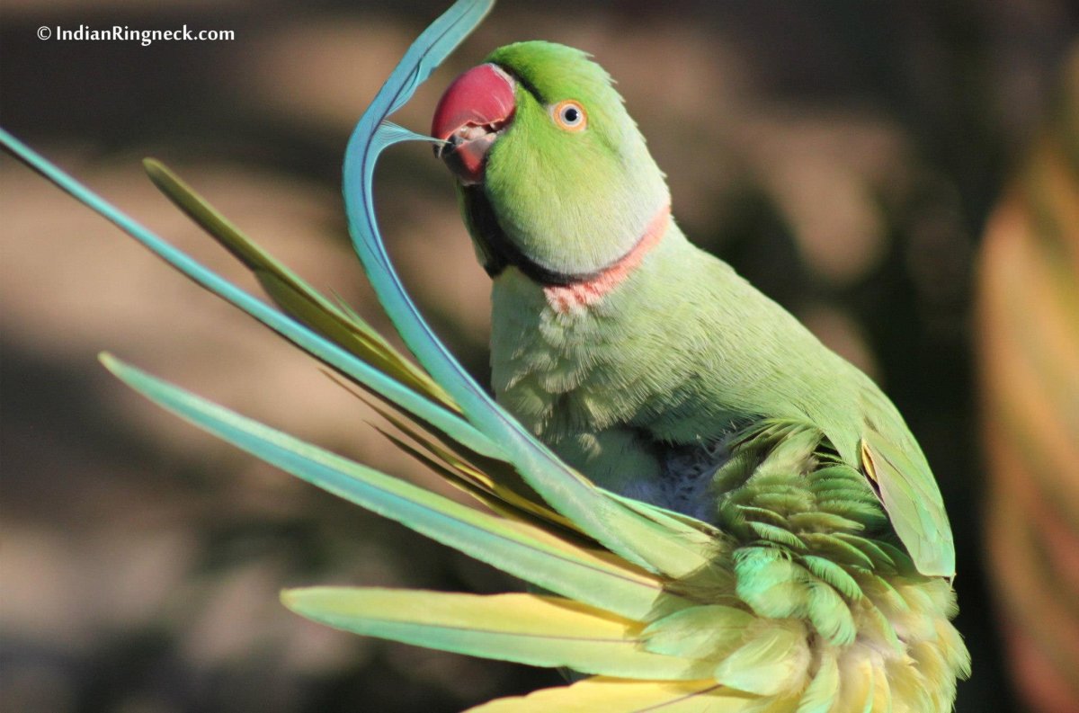 Indian ringneck попугай