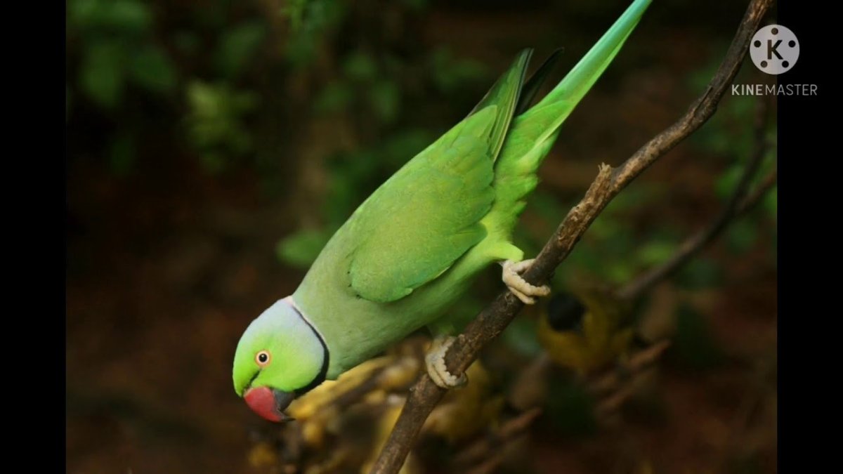 Попугай кольчатый ожереловый