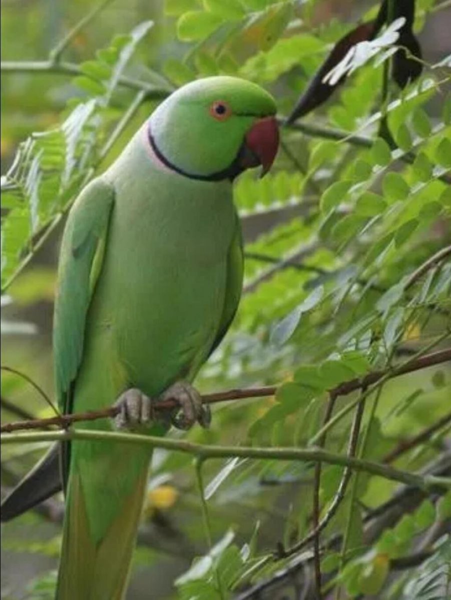 Ожереловый попугай ручной