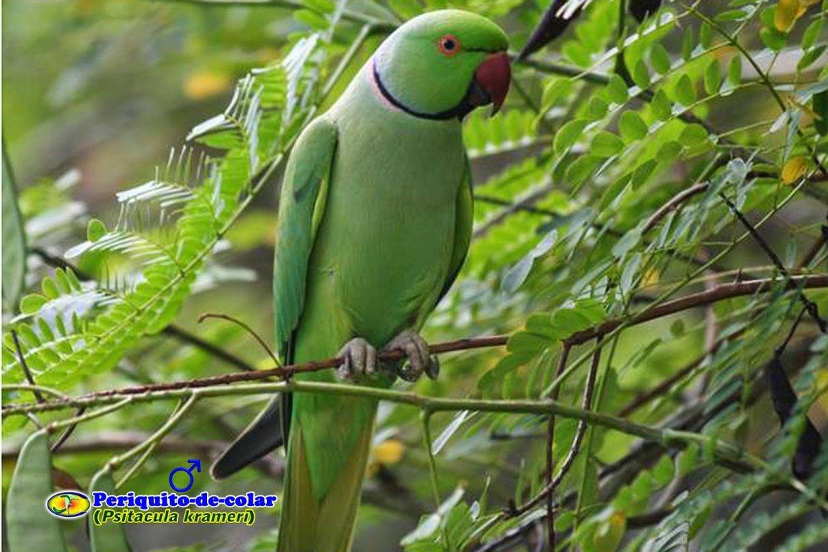 Ожереловый попугай много