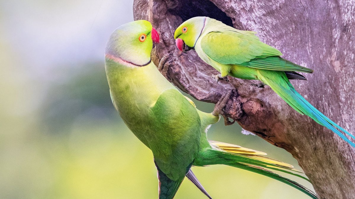 Два японских попугая