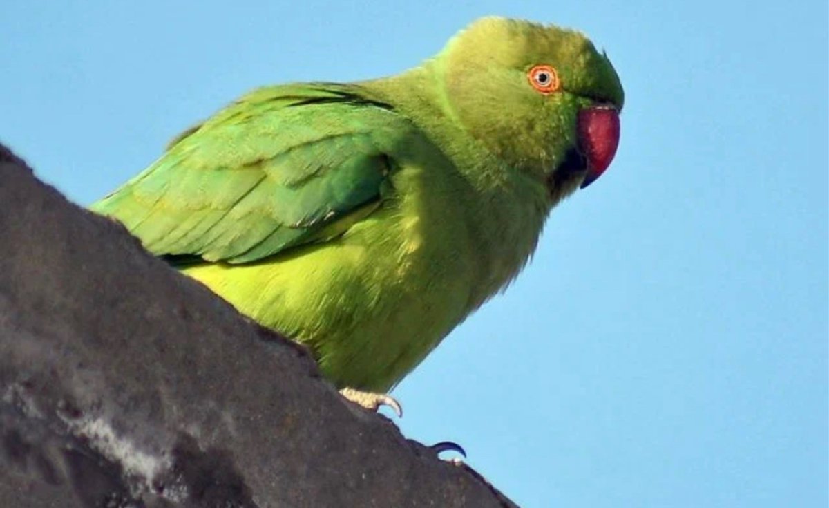 Сейшельский ожереловый попугай