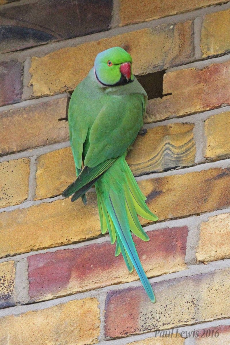 Ожереловый попугай гнездо