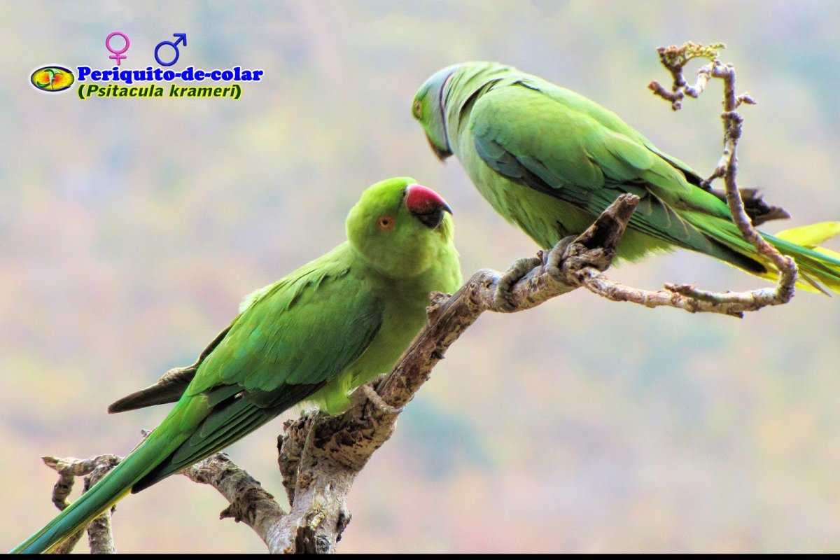 Ожереловый попугай