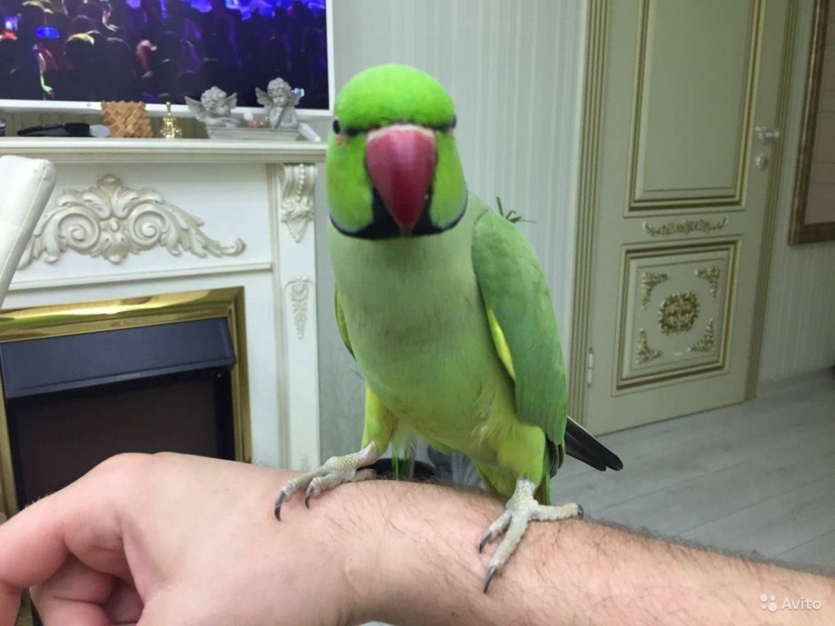 Серый ожереловый попугай