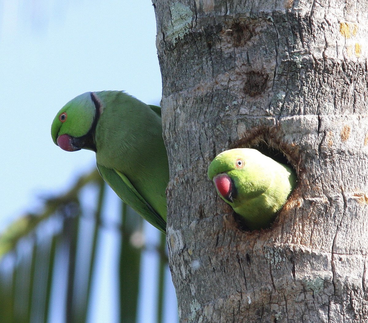 Ожереловый попугай и волнистый